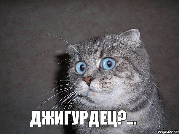 Джигурдец?..., Мем  удивлённый кот