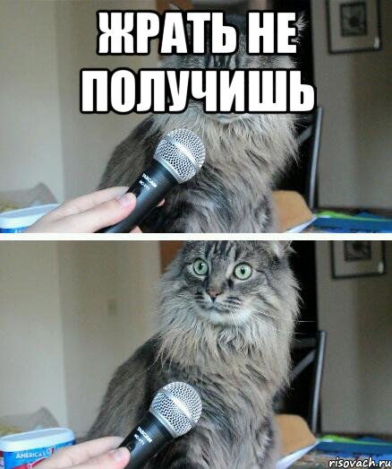 жрать не получишь , Комикс  кот с микрофоном