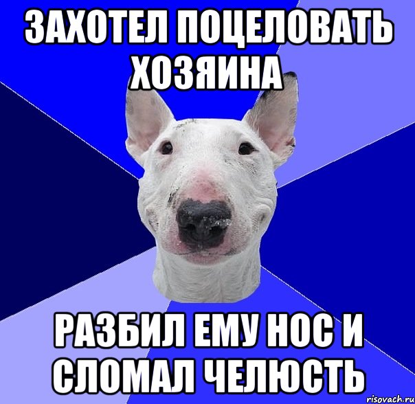 захотел поцеловать хозяина разбил ему нос и сломал челюсть, Мем типичный буль