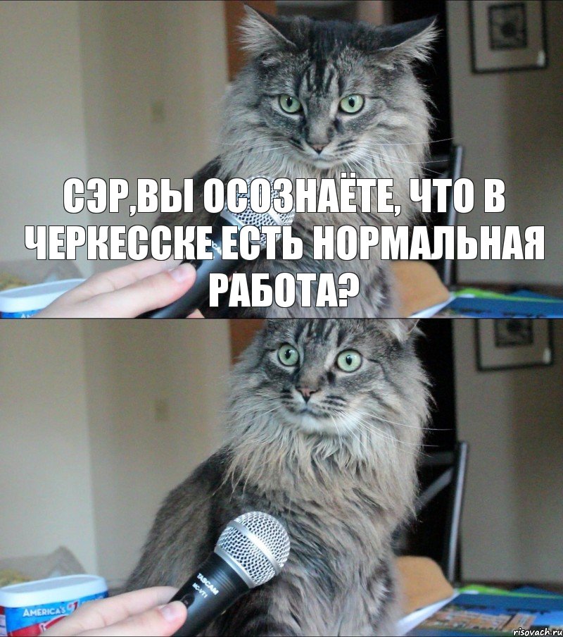 Сэр,вы осознаёте, что в Черкесске есть нормальная работа? , Комикс  кот с микрофоном