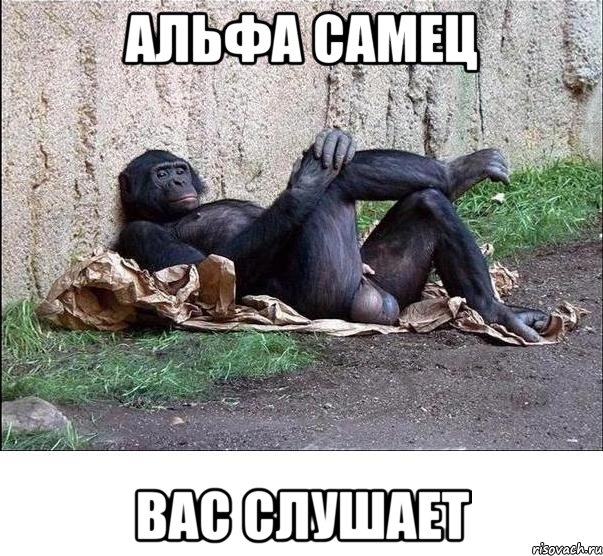 альфа самец вас слушает, Мем а танцую я не очень