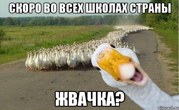 скоро во всех школах страны жвачка?, Мем гуси