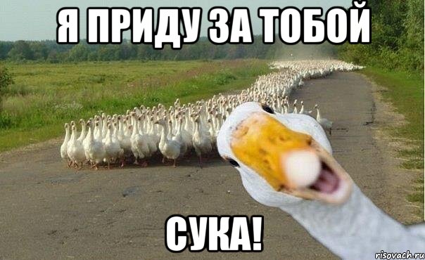 я приду за тобой сука!, Мем гуси