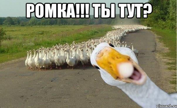 ромка!!! ты тут? , Мем гуси