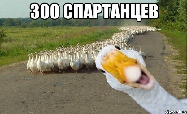 300 спартанцев , Мем гуси