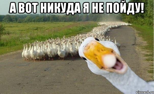 а вот никуда я не пойду! , Мем гуси