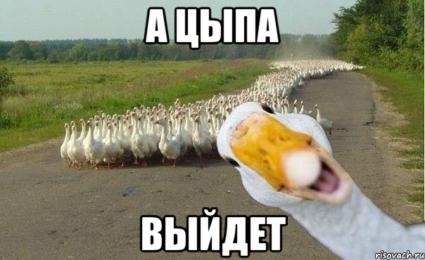 а цыпа выйдет, Мем гуси