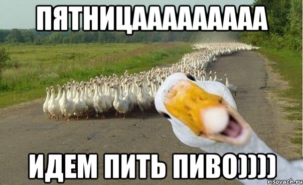 пятницааааааааа идем пить пиво)))), Мем гуси