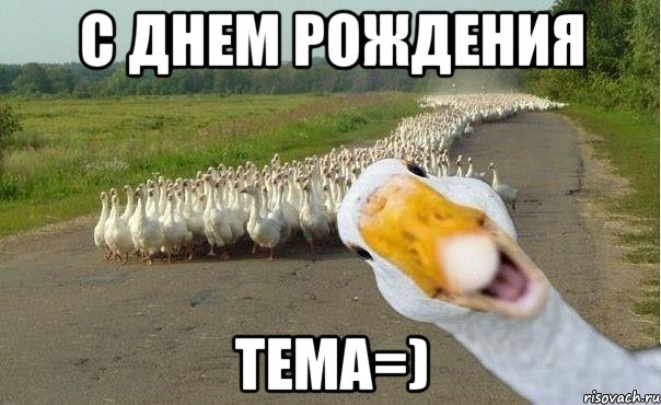 с днем рождения тема=), Мем гуси