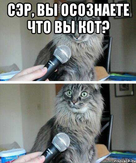 сэр, вы осознаете что вы кот? , Комикс  кот с микрофоном