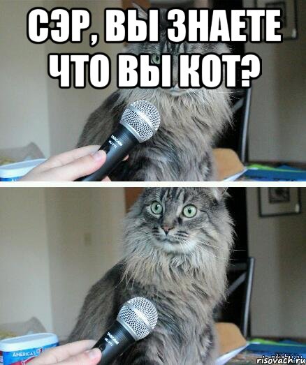 сэр, вы знаете что вы кот? , Комикс  кот с микрофоном