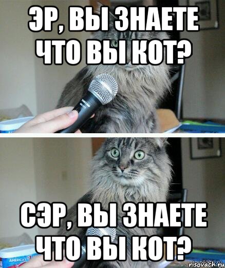 эр, вы знаете что вы кот? сэр, вы знаете что вы кот?, Комикс  кот с микрофоном