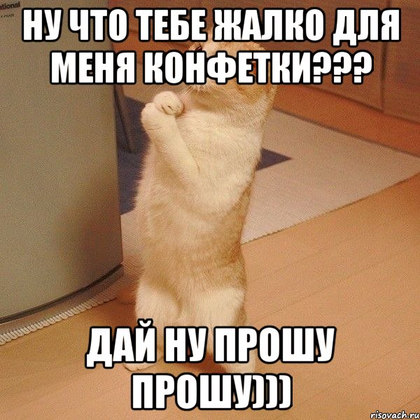 ну что тебе жалко для меня конфетки??? дай ну прошу прошу))), Мем  котэ молится