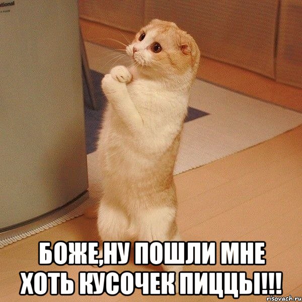  боже,ну пошли мне хоть кусочек пиццы!!!, Мем  котэ молится