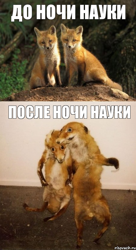 до ночи науки после ночи науки, Комикс Лисицы