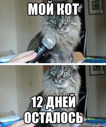 мой кот 12 дней осталось, Комикс  кот с микрофоном