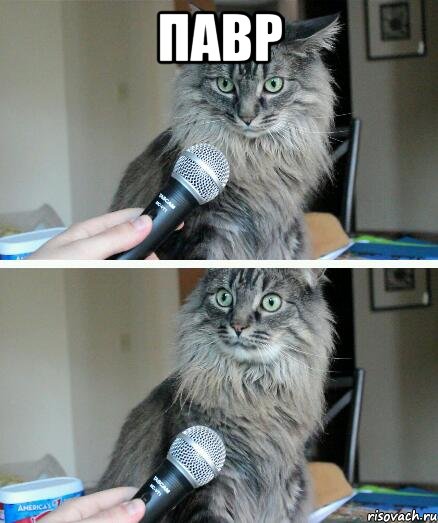 павр , Комикс  кот с микрофоном