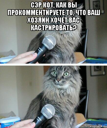 сэр кот, как вы прокомментируете то, что ваш хозяин хочет вас кастрировать? , Комикс  кот с микрофоном