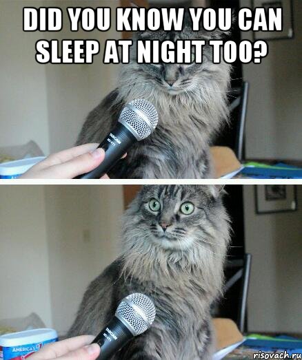 did you know you can sleep at night too? , Комикс  кот с микрофоном