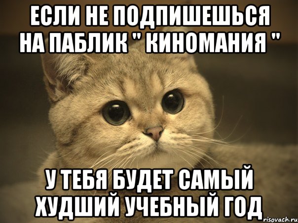 Подпишись на паблик. Кот Пидрила порода. Пидрила покемон. Если не подпишешься то. Подписывайтесь на паблики.