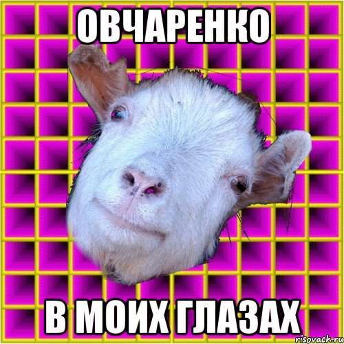 овчаренко в моих глазах, Мем типичная коза
