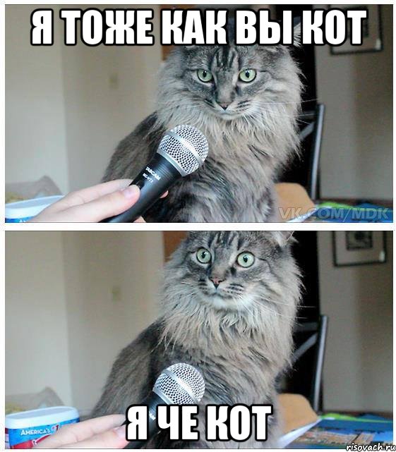 я тоже как вы кот я че кот, Комикс  кот с микрофоном