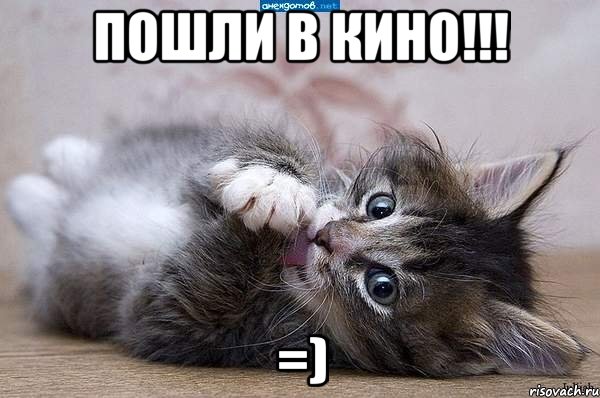 пошли в кино!!! =), Мем  котенок