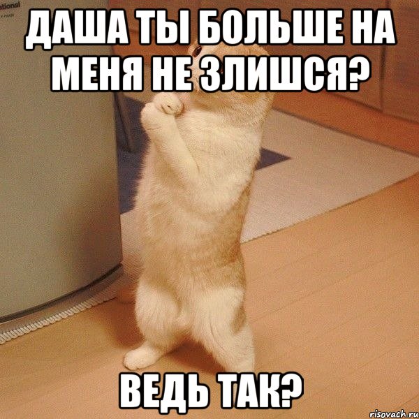 даша ты больше на меня не злишся? ведь так?, Мем  котэ молится