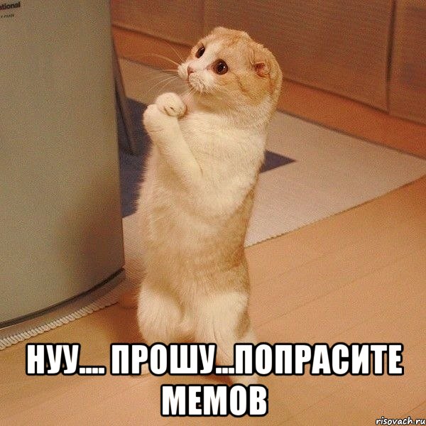  нуу.... прошу...попрасите мемов, Мем  котэ молится