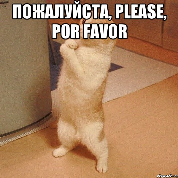 пожалуйста, please, por favor , Мем  котэ молится