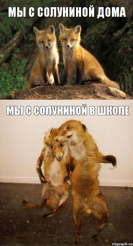 Мы с Солуниной дома Мы с Солуниной в школе, Комикс Лисицы