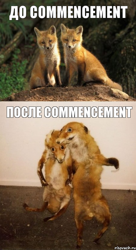 до COMMENCEMENT после COMMENCEMENT, Комикс Лисицы