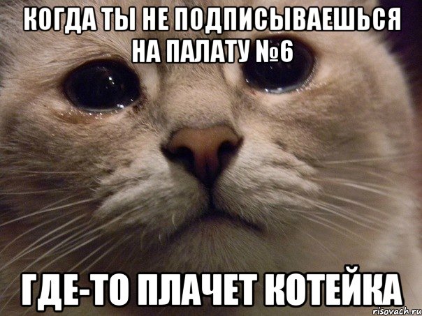 когда ты не подписываешься на палату №6 где-то плачет котейка, Мем   В мире грустит один котик