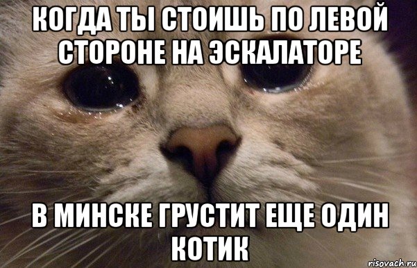 когда ты стоишь по левой стороне на эскалаторе в минске грустит еще один котик, Мем   В мире грустит один котик