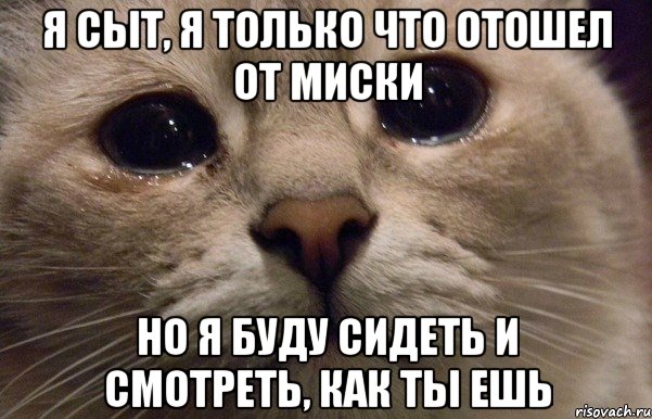 я сыт, я только что отошел от миски но я буду сидеть и смотреть, как ты ешь, Мем   В мире грустит один котик