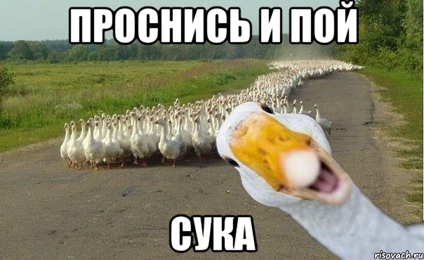 ПРОСНИСЬ И ПОЙ СУКА