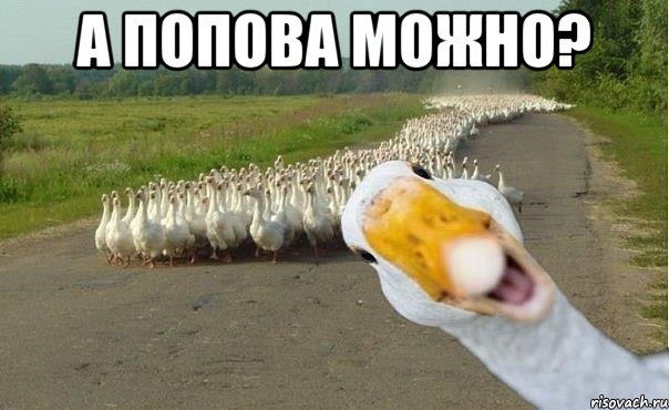 А Попова можно? , Мем гуси