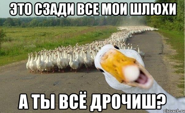 это сзади все мои шлюхи а ты всё дрочиш?, Мем гуси