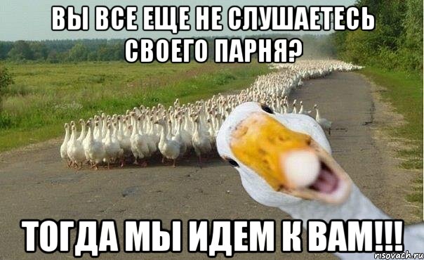 вы все еще не слушаетесь своего парня? тогда мы идем к вам!!!, Мем гуси