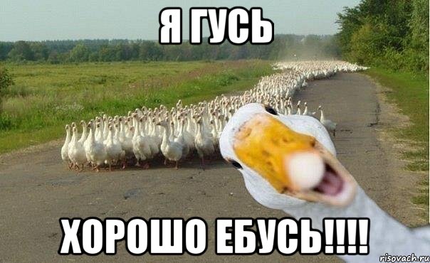 Я ГУСЬ ХОРОШО ЕБУСЬ!!!!, Мем гуси