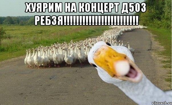 Хуярим на концерт Д503 РЕБЗЯ!!!!!!!!!!!!!!!!!!!!!!!! , Мем гуси