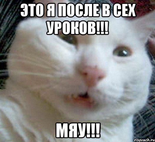 Это я после в сех уроков!!! МЯУ!!!