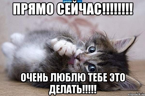 прямо сейчас!!! очень люблю тебе это делать!!!, Мем  котенок