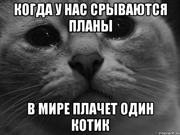 когда у нас срываются планы в мире плачет один котик, Мем  котик