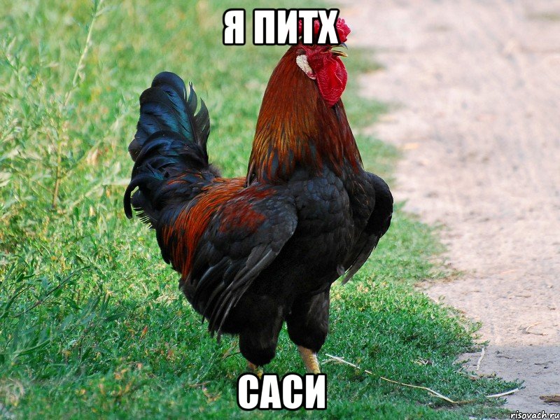 я питх саси, Мем петух