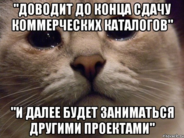 "доводит до конца сдачу коммерческих каталогов" "и далее будет заниматься другими проектами", Мем   В мире грустит один котик