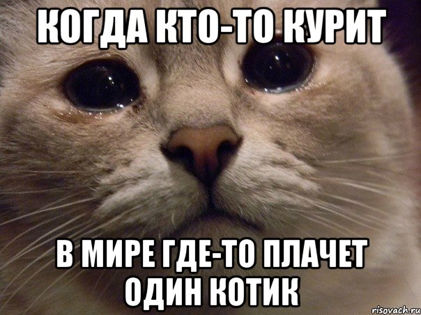 Ну что ты грустишь. Где то плачет один котик. Мемы с котом. Кот плачет Мем. В мире грустит один котик.
