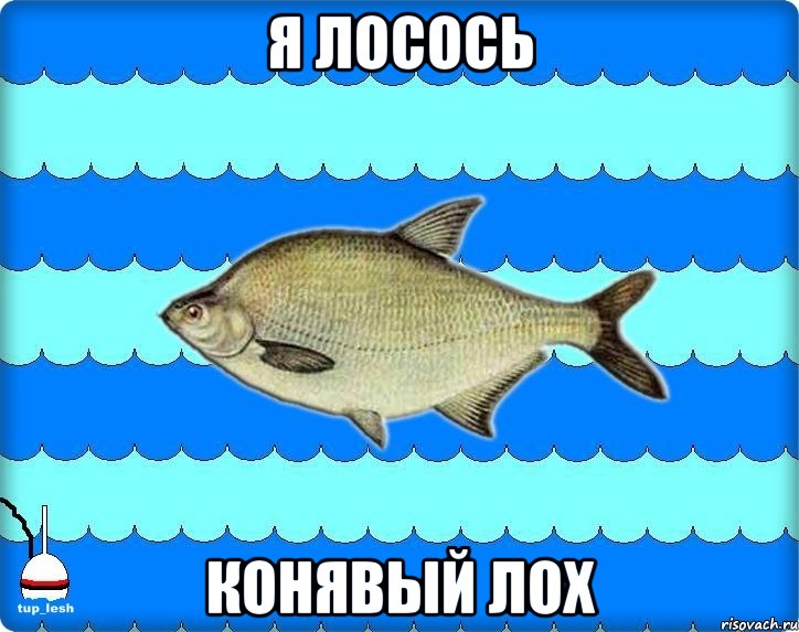 я лосось конявый лох, Мем Тупичный лещ