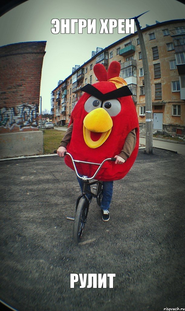 энгри хрен рулит, Комикс  Angry bird на велике