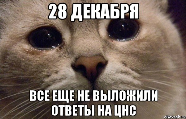 28 декабря все еще не выложили ответы на ЦНС, Мем   В мире грустит один котик